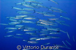 Barracudas by Vittorio Durante 